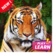 Learn Animals