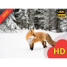 Cute Red Fox Wallpaper New Tab