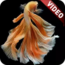 I Fish Video Live Wallpaper