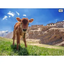 Cute Baby Cow Closeup Live Wallpaper - free download