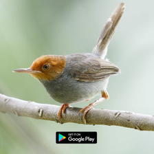 suara pemikat burung prenjak