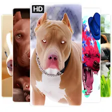 Pitbull Dog Wallpapers HD 2019 Dog Wallpapers