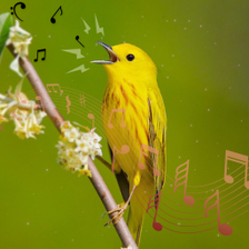 Bird Ringtones  Wallpaper