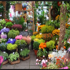 various flower plants