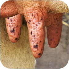 Milk The Cow
