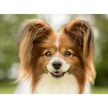 My Papillon - Cute Dog & Puppy Wallpapers