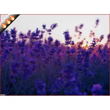 Lavender HD Wallpapers Flower Theme