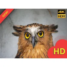 Funny Owl Wallpaper HD