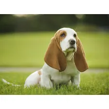 My Basset Hound Dog HD Wallpapers New Tab