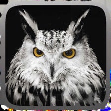 Owl Hunting Journey For Iphone Download