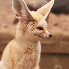 Fennec fox Wallpapers