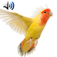 Birds Sounds Ringtones