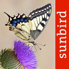 Butterfly Id - UK Field Guide