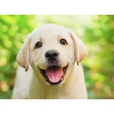 My Puppy Labrador HD Dog Wallpapers