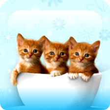 Kittens And Cats Wallpapers