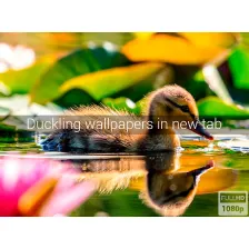 Duckling Wallpapers New Tab