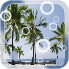 Beach Palms Live Wallpaper