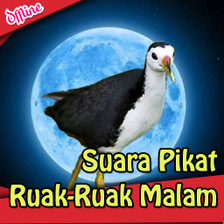 Suara Pikat Ruak Ruak Malam