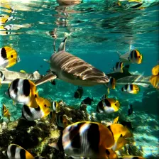 Underwater Live Wallpaper