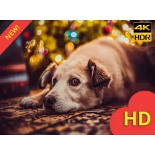 Christmas Dogs Wallpaper HD New Tab