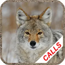 Coyote hunting calls
