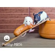 Funny Mice HD Wallpapers New Tab
