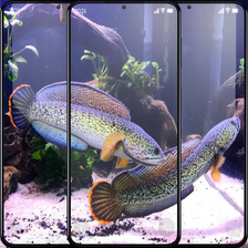 Channa Fish Wallpaper HD 4K for Android - Download