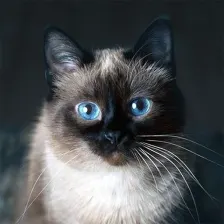 Talking Blue Siamese Cat