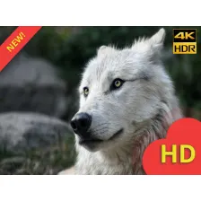 White Wolves Wallpaper HD New Tab Theme