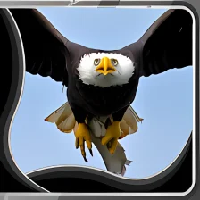 Eagle Live Wallpapers
