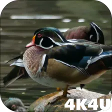 4K Colorful Ducks Video Live Wallpaper