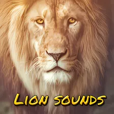 lion roaring sounds - lion sound effact