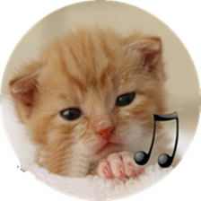calling cat