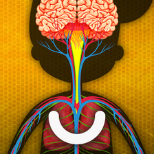 How does The Human Body Work