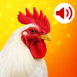 Ikona programu: Animal Sounds