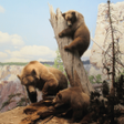 程序图标：Jigsaw Puzzle: Animals