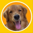 Иконка программы: AnjingDijual