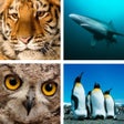Ikona programu: Animal Quiz Close Up : Gu…