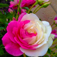 程序图标：Nature Wallpapers