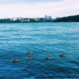 Programın simgesi: Tashlich Prayer - סדר תשל…