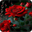 プログラムのアイコン：Rose Wallpaper