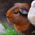Ikon program: Guinea Pig Sounds