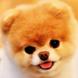 Programikonen: Dog Wallpaper HD