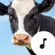 Cow Sounds