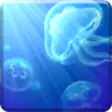 Live Jellyfish