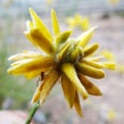 Programikonen: PlantEN (Plantas y Enemig…