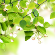 أيقونة البرنامج: Leaf Live Wallpaper