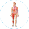Icono de programa: Anatomía