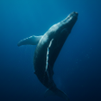 Icono de programa: Appp.io - Whale Sounds