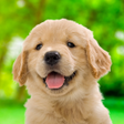 Programikonen: My Dog  Me: Puppy Simulat…